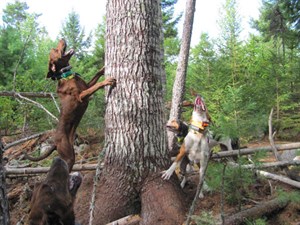 Tomah Mountain Outfitters' Hounds at Work